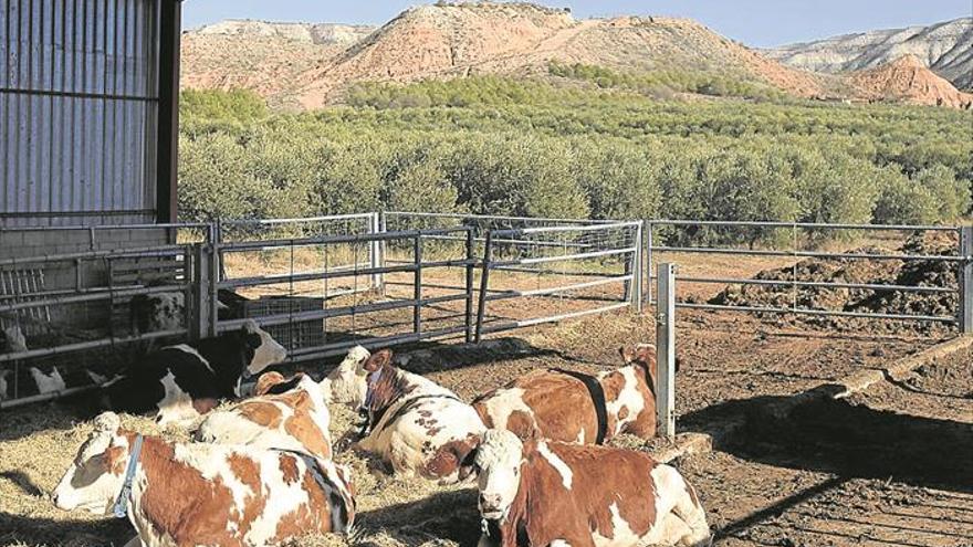 Leche ecológica desde Muel