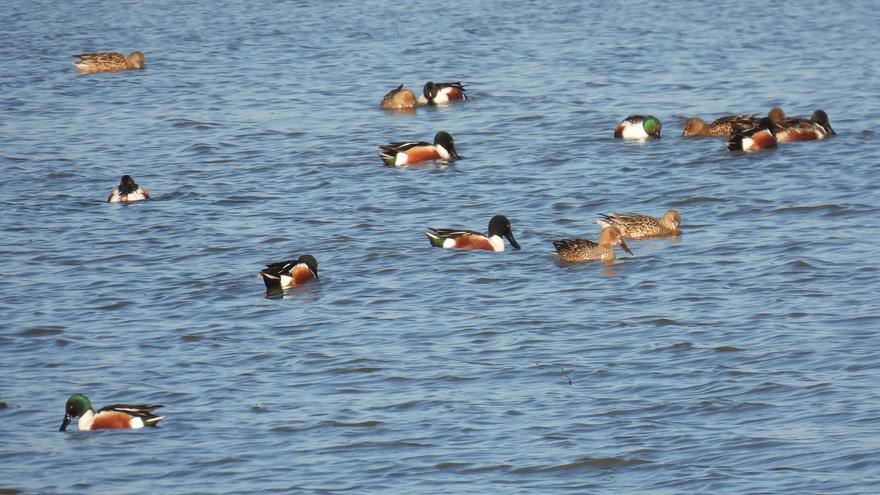 Lagunas de Villafáfila: el espectáculo está asegurado con un 70% más de aves que el año pasado
