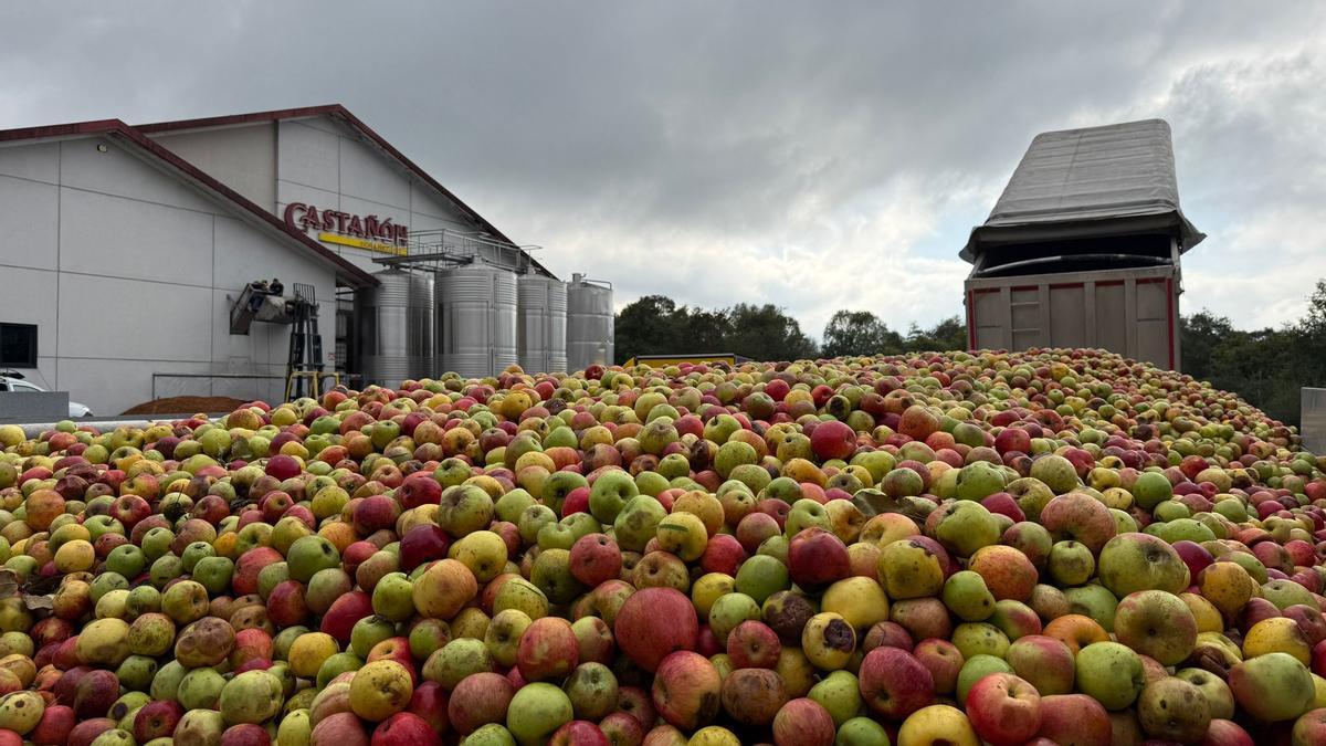 VÍDEO: Los llagares viven la intensidad de una campaña de manzana de “gran calidad”