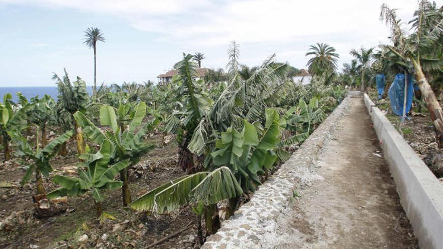 Una finca de plataneras.