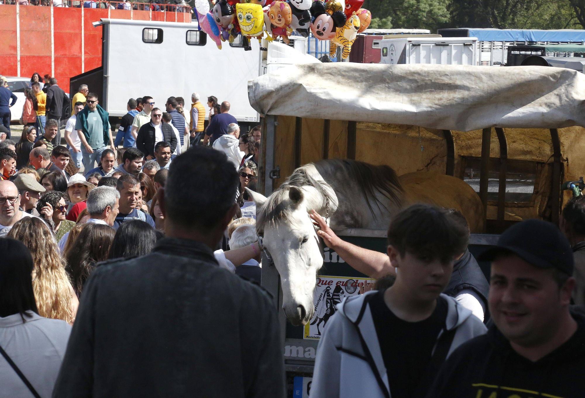 La Pascua de Padrón en imágenes