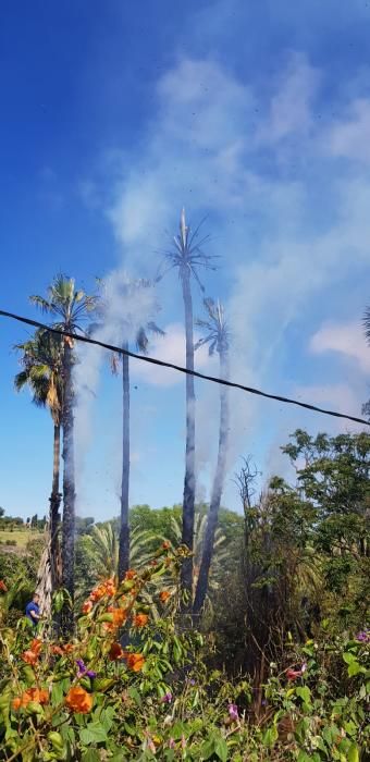 Incendio de cuatro palmeras en Bandama