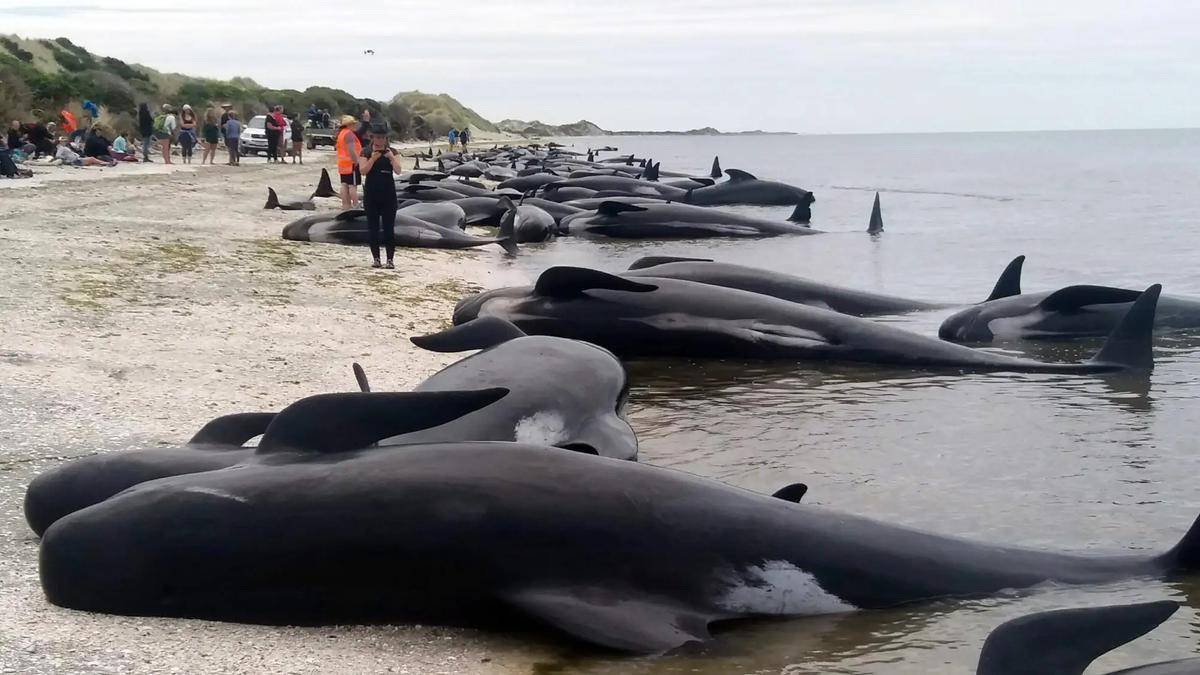 700 ballenas quedan varadas en el Pacífico en un mes