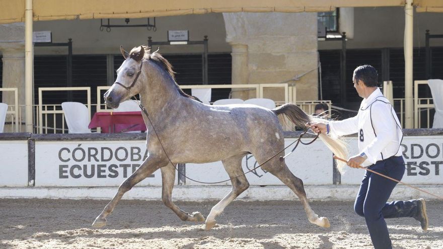 La yeguada Ybarra destaca en la primera jornada del Campeonato de España del Caballo Árabe
