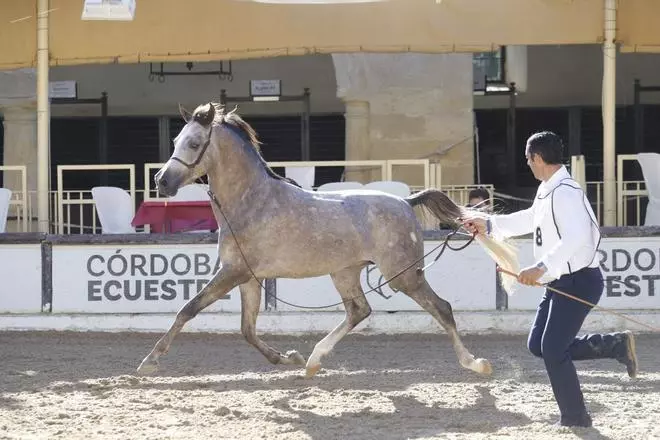 Córdoba acoge el Campeonato de España del Caballo de Pura Raza Árabe