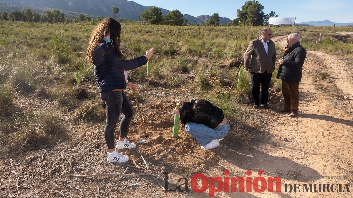 Bosque Disfrimur