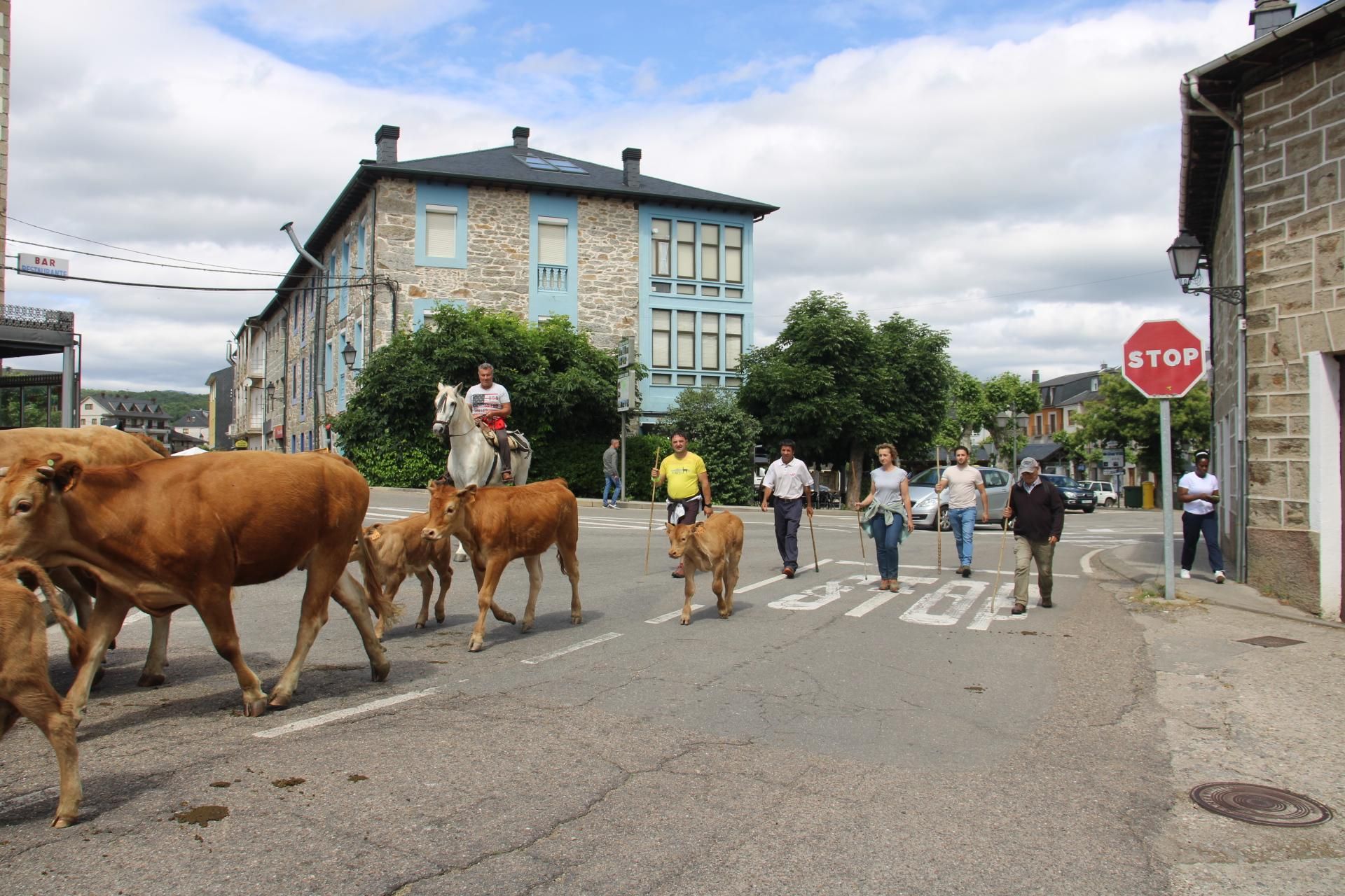 GALERÍA | Los ganados de la trashumancia pasan por Sanabria