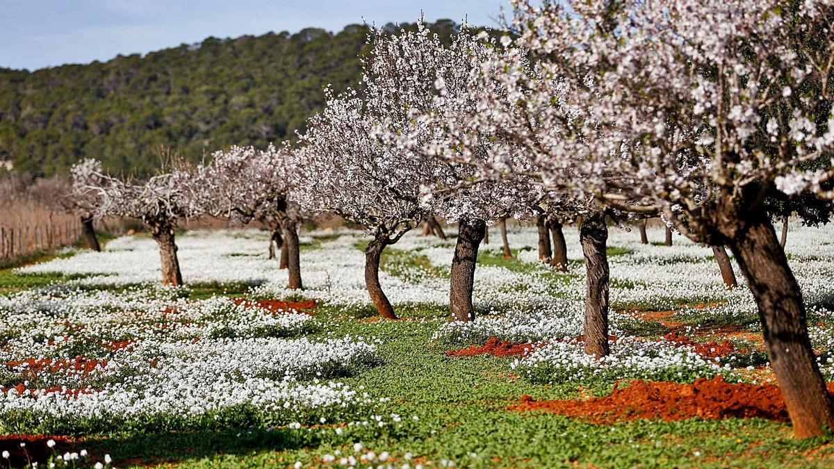 En el Pla de Corona ya prácticamente todos los almendros están en flor. 