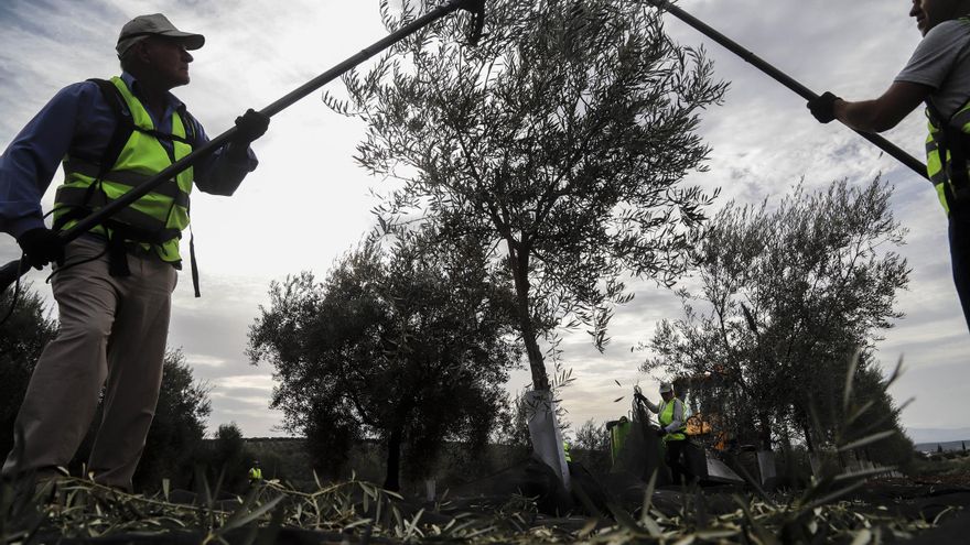 Comienza la recogida de la aceituna en Córdoba
