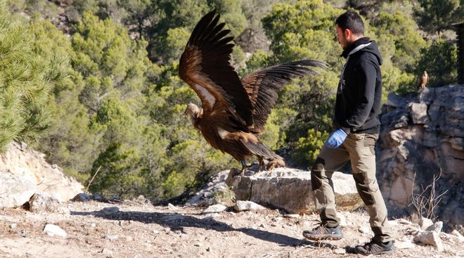 Los buitres se han hecho los reyes de las alturas de la Sierra de Mariola.