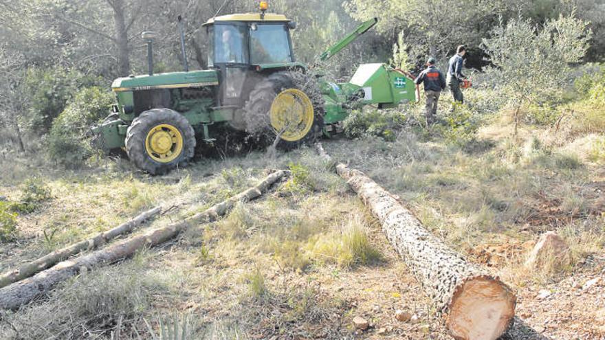 Gecen y vecinos critican una tala de árboles en el Desert