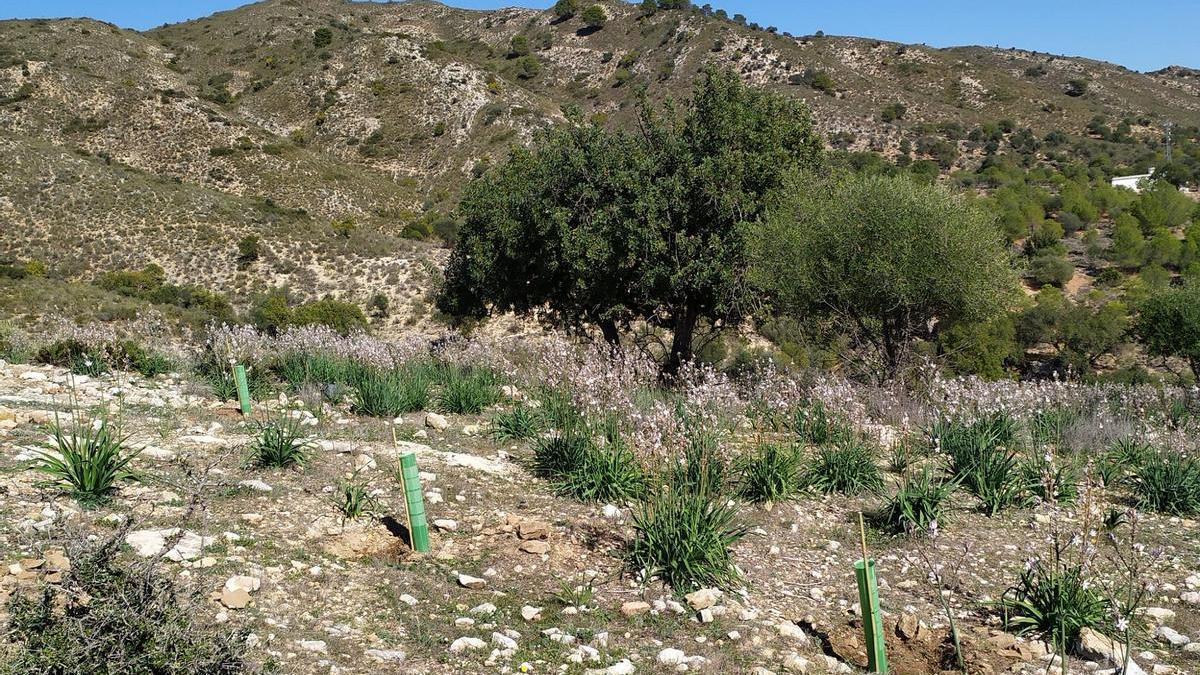 Los plantones se han sembrado en una parcela pública de Torrealquería.