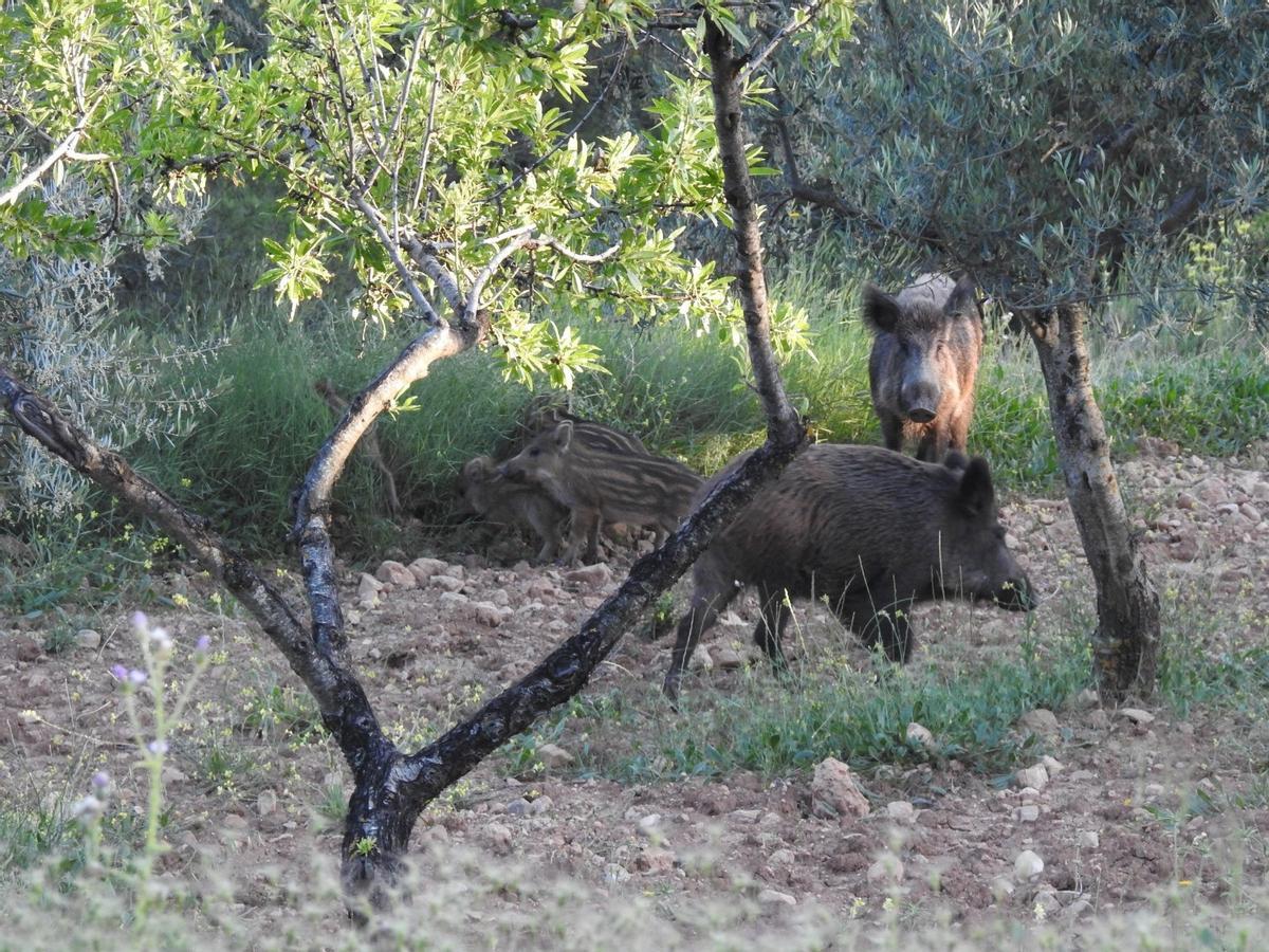 Кабаны заполонили Испанию и требуют внимания