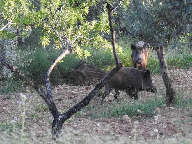 Растёт численность диких кабанов в Испании