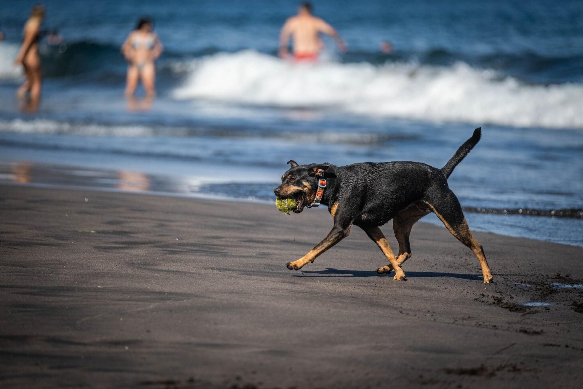 Las Gaviotas, primera playa para perros de Santa Cruz de Tenerife