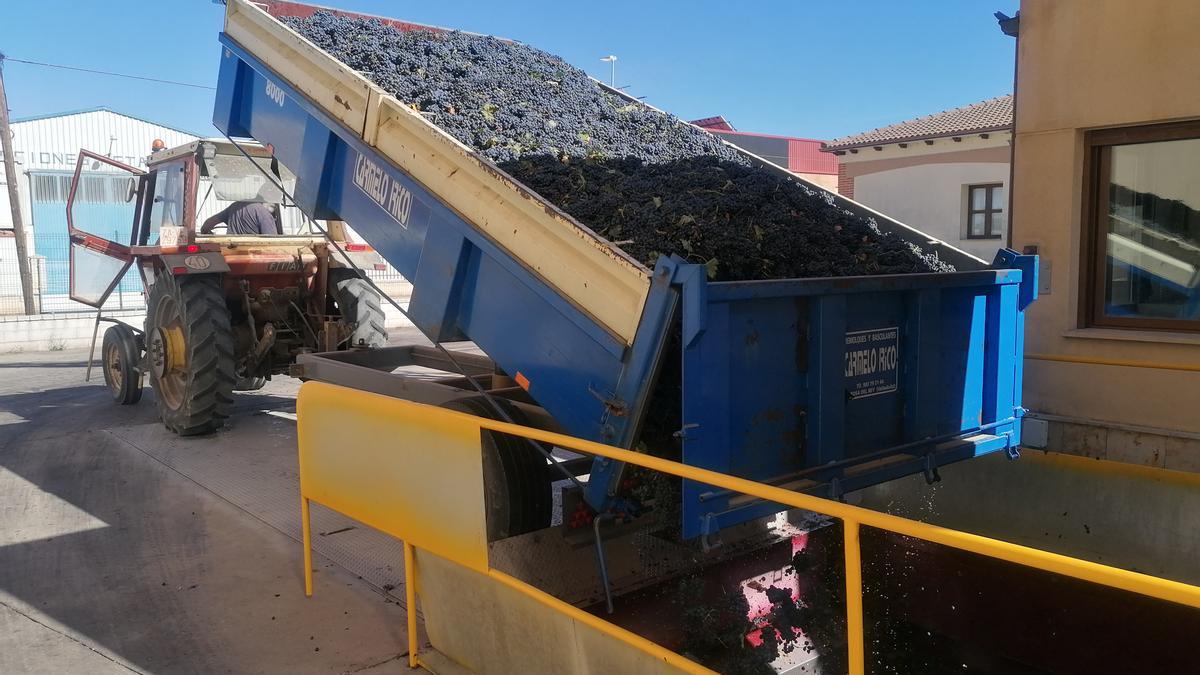 Un viticultor descarga un remolque de uvas en una bodega de Toro