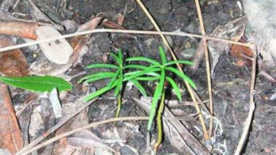 Cinco especies de árboles se encuentran en peligro de extinción en Extremadura