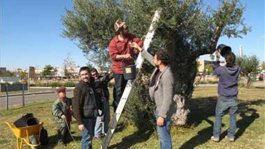 Un grupo de portugueses recoge aceitunas en Badajoz contra la industrialización impuesta por la UE