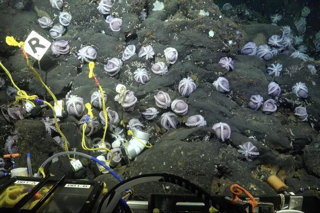 Las nuevas especies de pulpos halladas por un oceanográfico con factura viguesa.