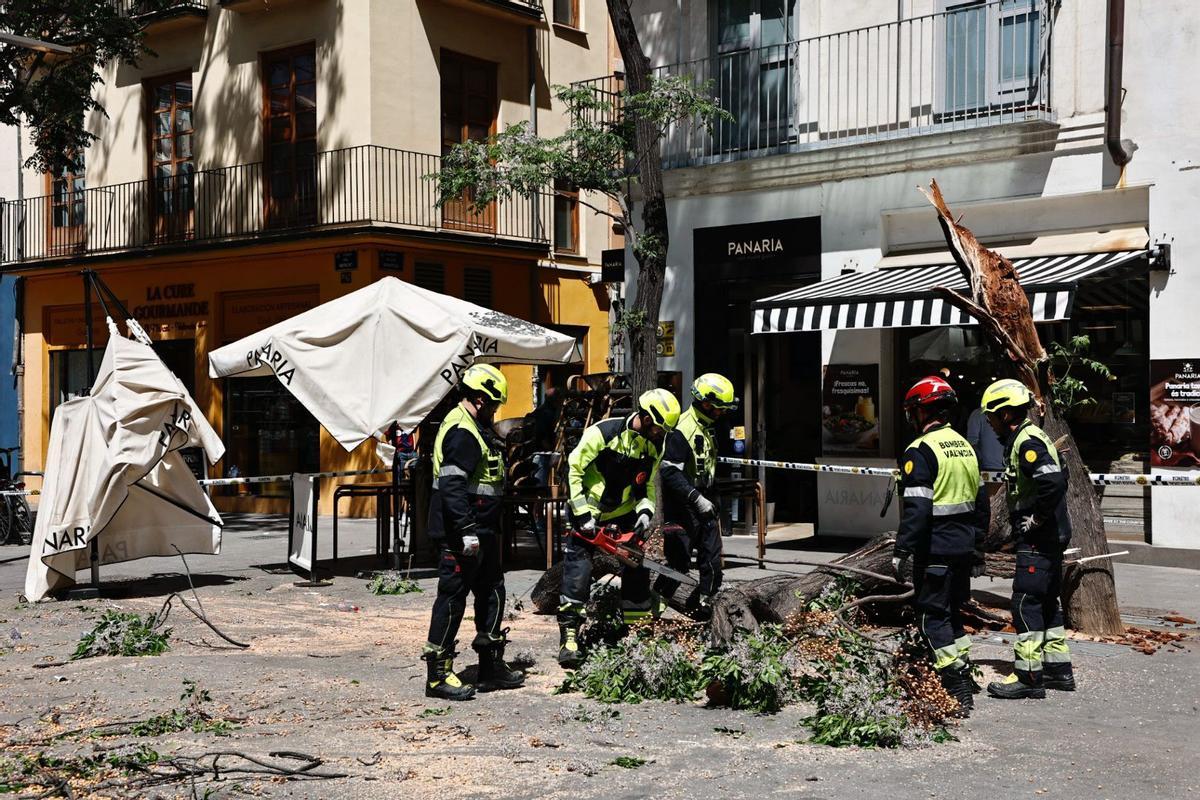 El árbol caído en el centro de València
