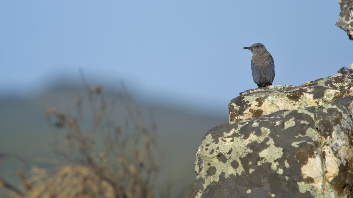 Roquero solitario.