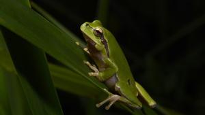 Rana de la especie ’Hyla orientalis’, en una imagen de archivo. 