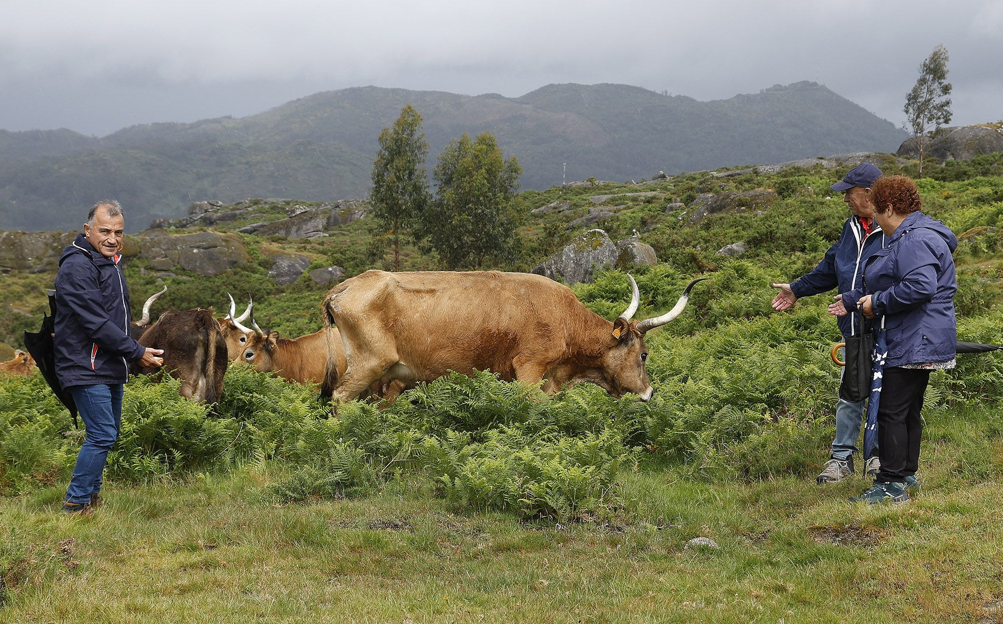 Así é a nova brigada antilumes no Galiñeiro: sete vacas cachenas e un touro