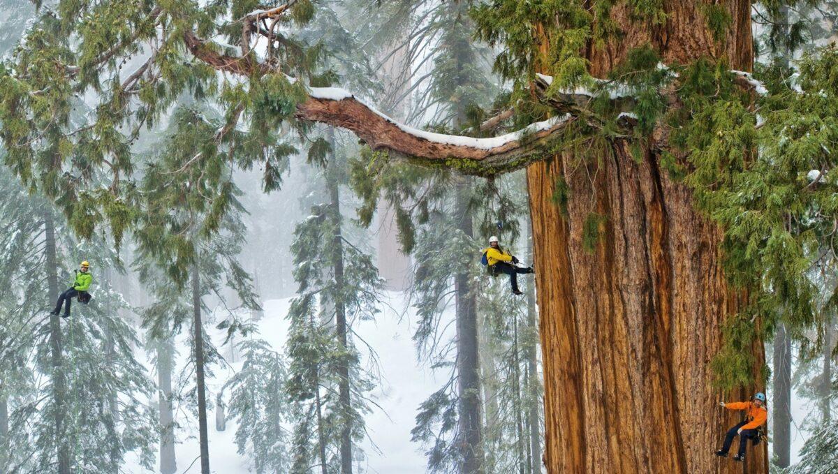 Los incendios matan a la quinta parte de las secuoyas gigantes de California