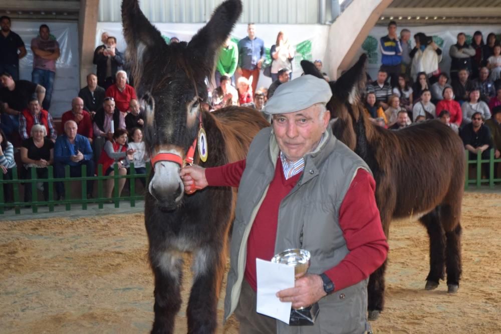 Feria del Burro y romería en San Vitero de Aliste