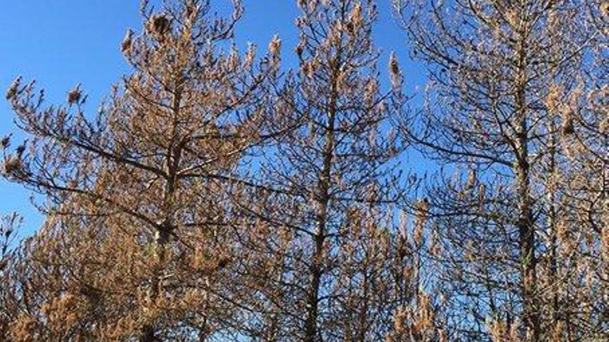 Bosses de processionària en un bosc del territori