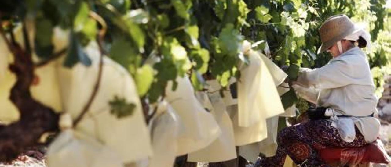 Aspe reciclará diez millones de bolsos de uva para evitar la contaminación
