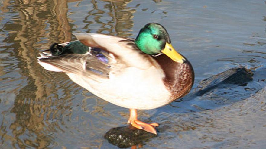 Denuncian la &quot;Suelta del Pato&quot; de Valdés por maltrato animal