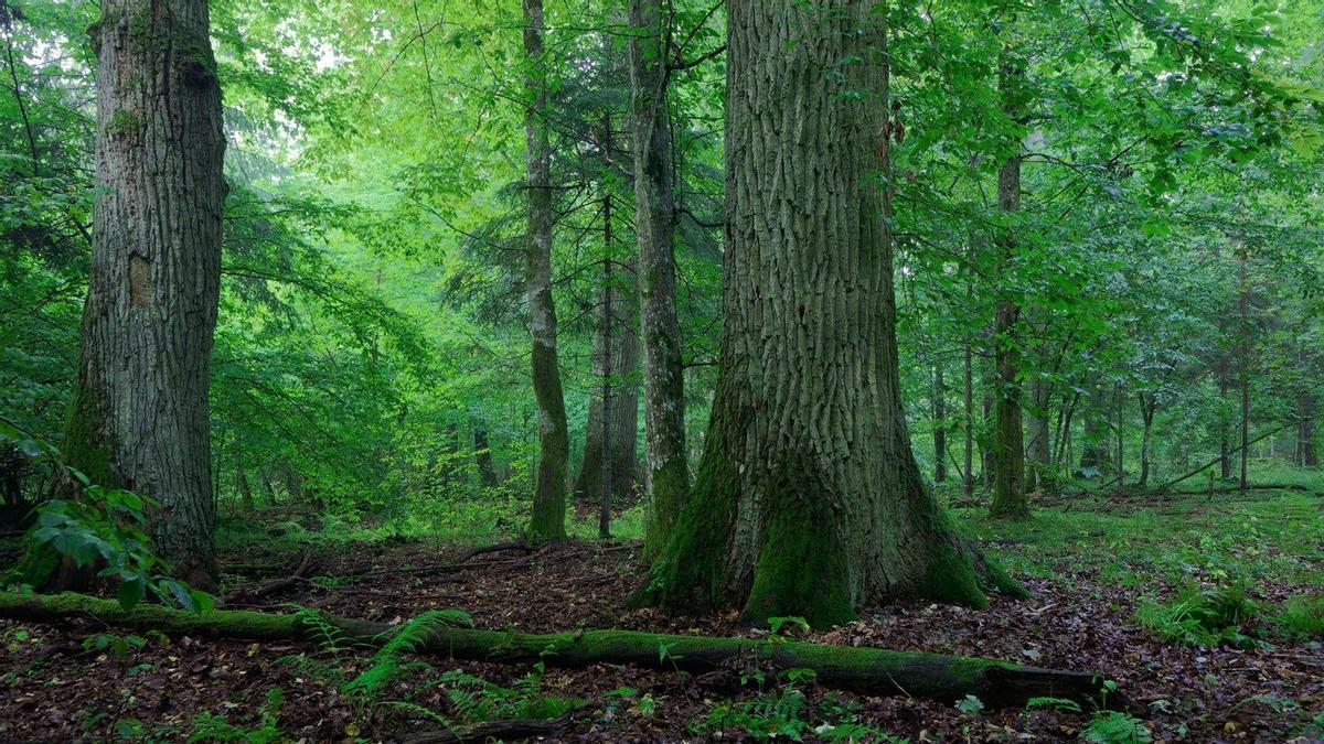 Bosque de Białowieża