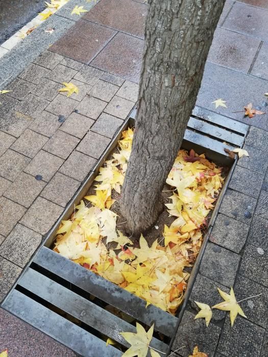 Milers de fulles cobreixen els carrers de Manresa