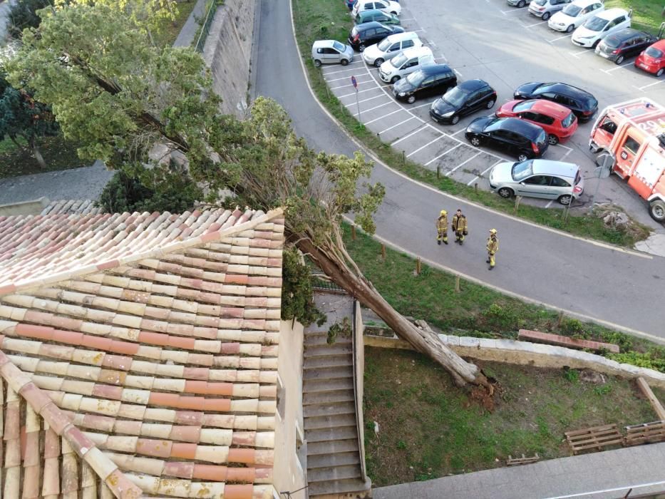 Un arbre cau sobre un edifici del barri de Vista Alegre a Girona