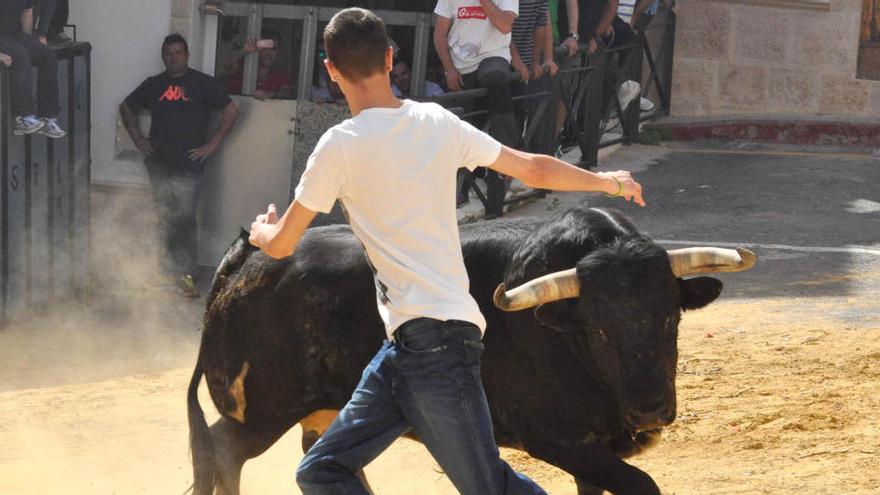 Arrancan los encierros de toros cerriles