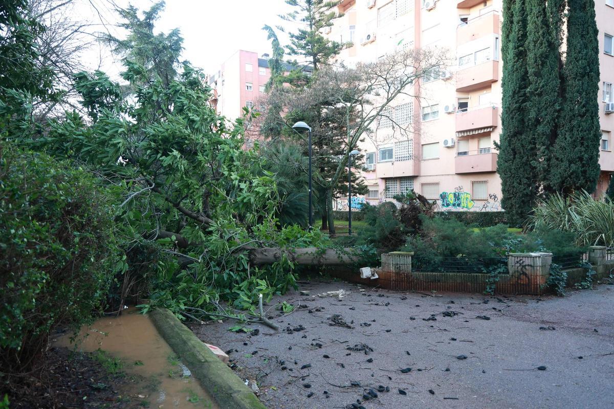 El drama de Médco Sorapán: la borrasca en Cáceres El drama de Médco Sorapán: la borrasca en Cáceres