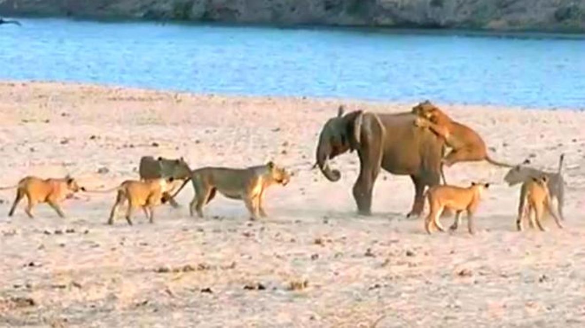 El vídeo de l’èpica lluita entre l’elefant i els 14 lleons.