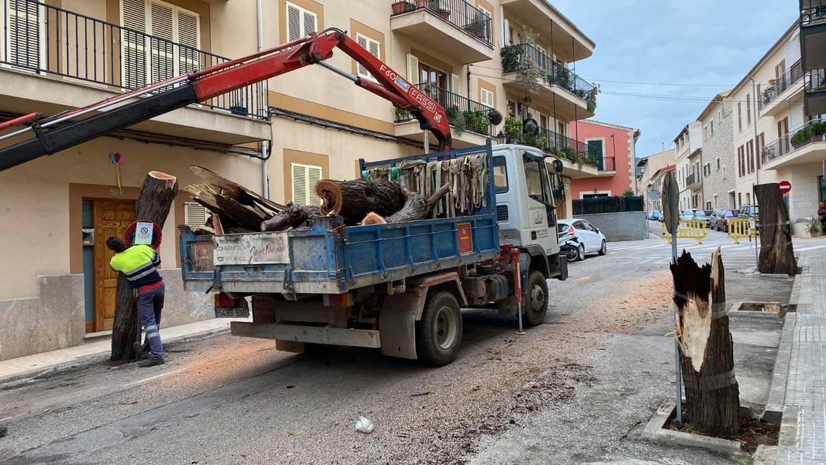 Imagen de la intervención municipal que ha eliminado los árboles del Camí de ses Barreres de Alaró.