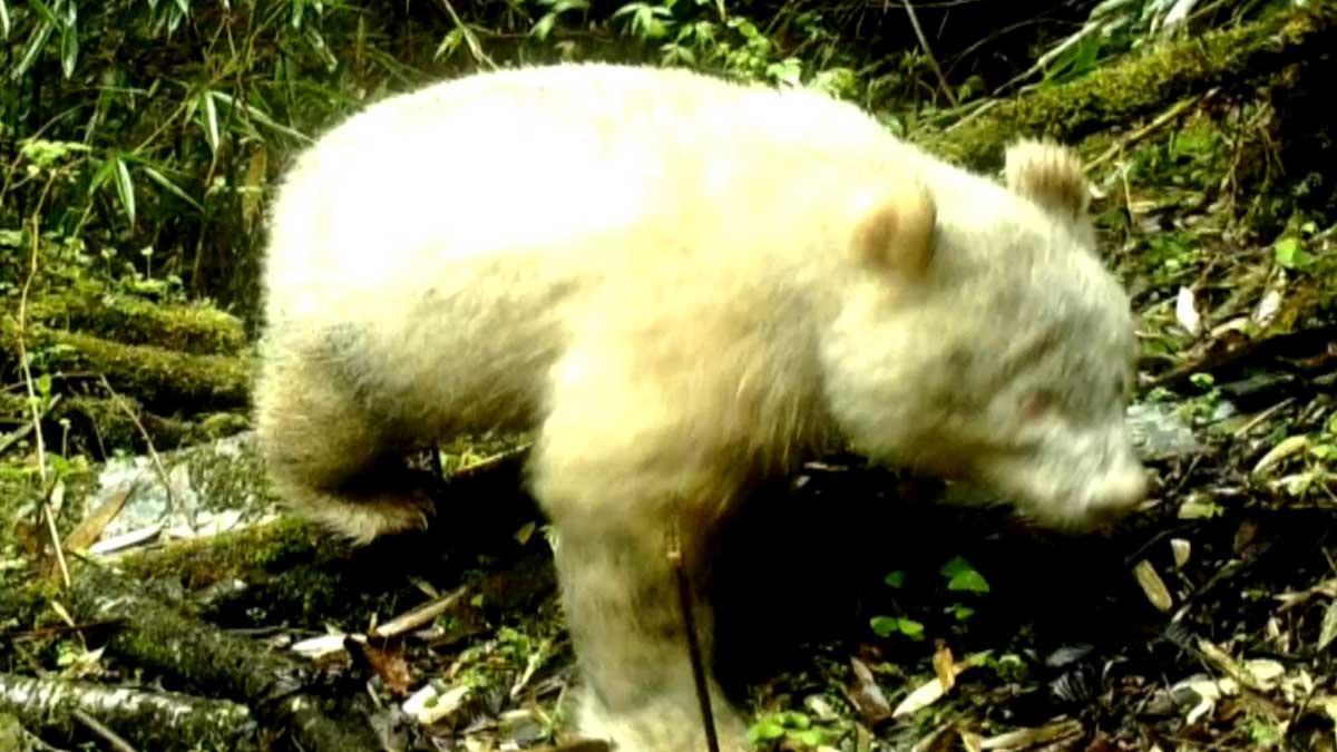 Avistado por primera vez un panda albino en una reserva de China