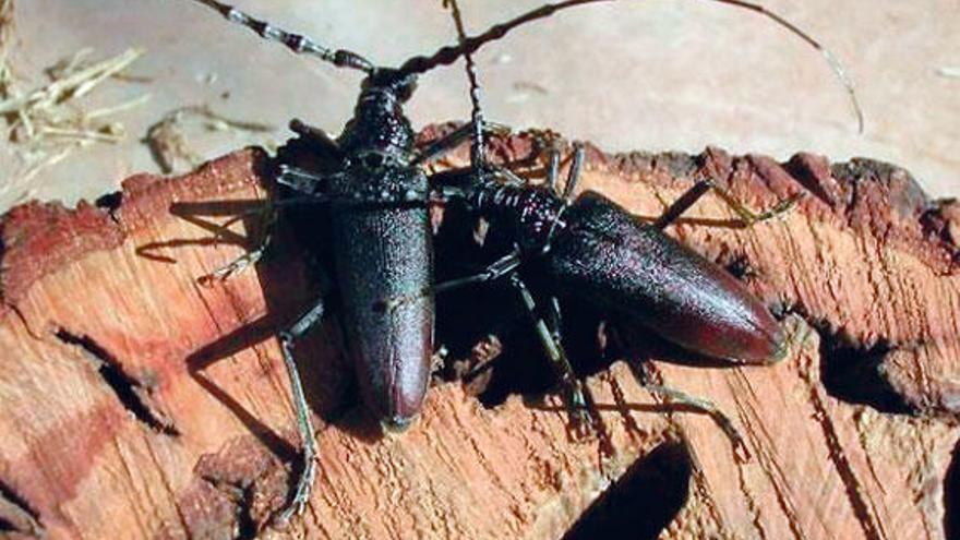 Der Große Eichenbock: Die Fühler des Männchens sind länger als der Körper, die des Weibchens etwas kürzer.