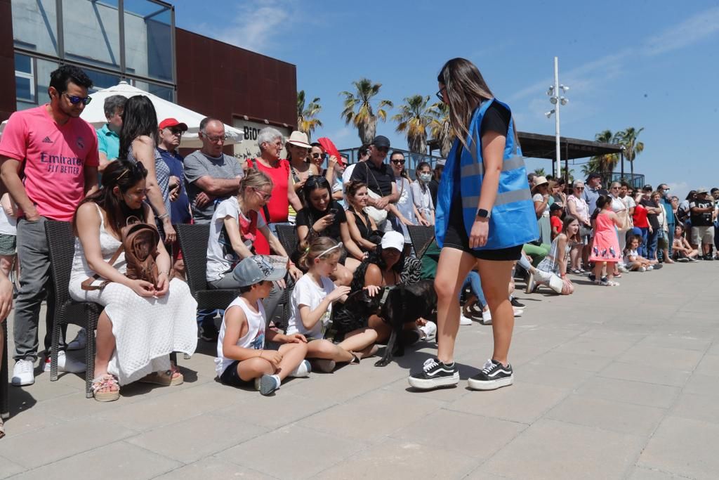 Pasarela de perros de adopción en Bioparc