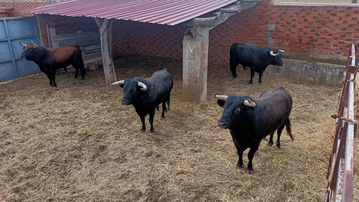 Arriba,  los cuatro toros del espanto de hoy, presentados en el desenjaule de ayer. Abajo, actuación del grupo folclórico “País de México” y del músico Luis Antonio Pedraza. | Chany Sebastián