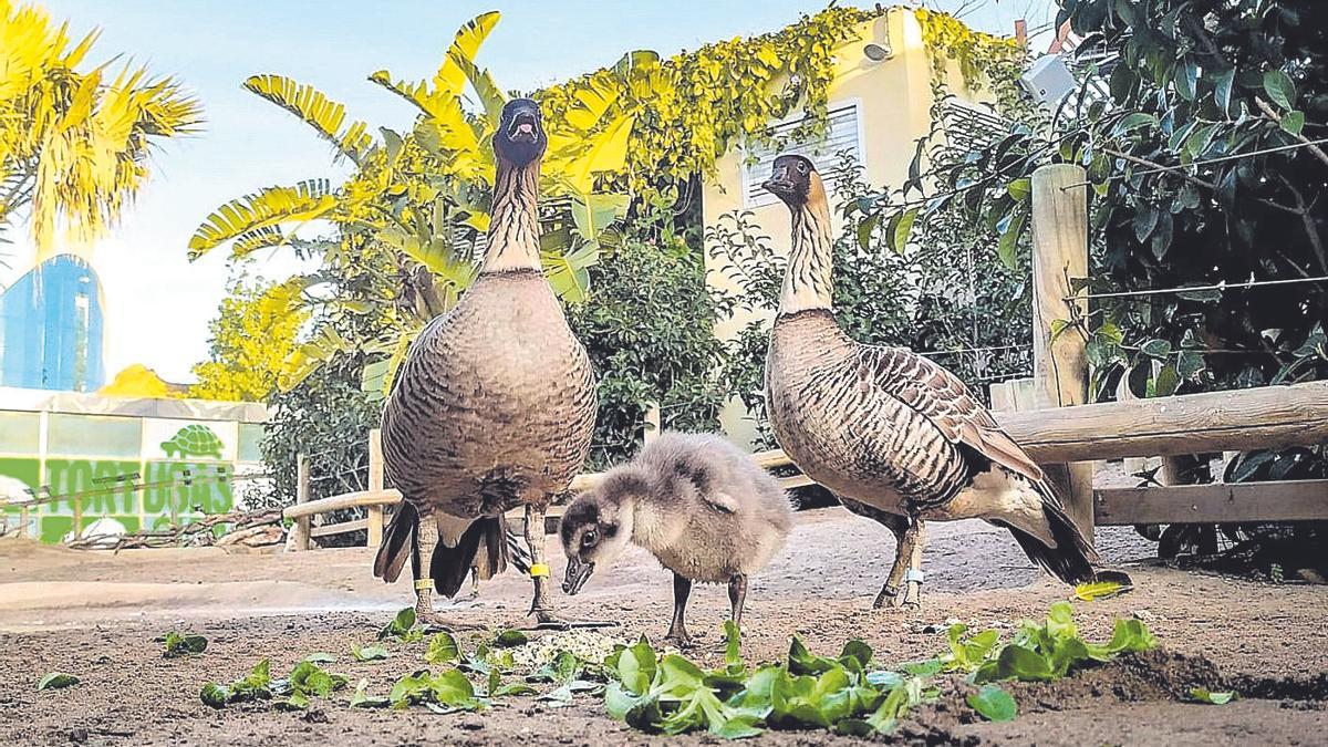 La importància de la conservació d’espècies en zoos i aquaris