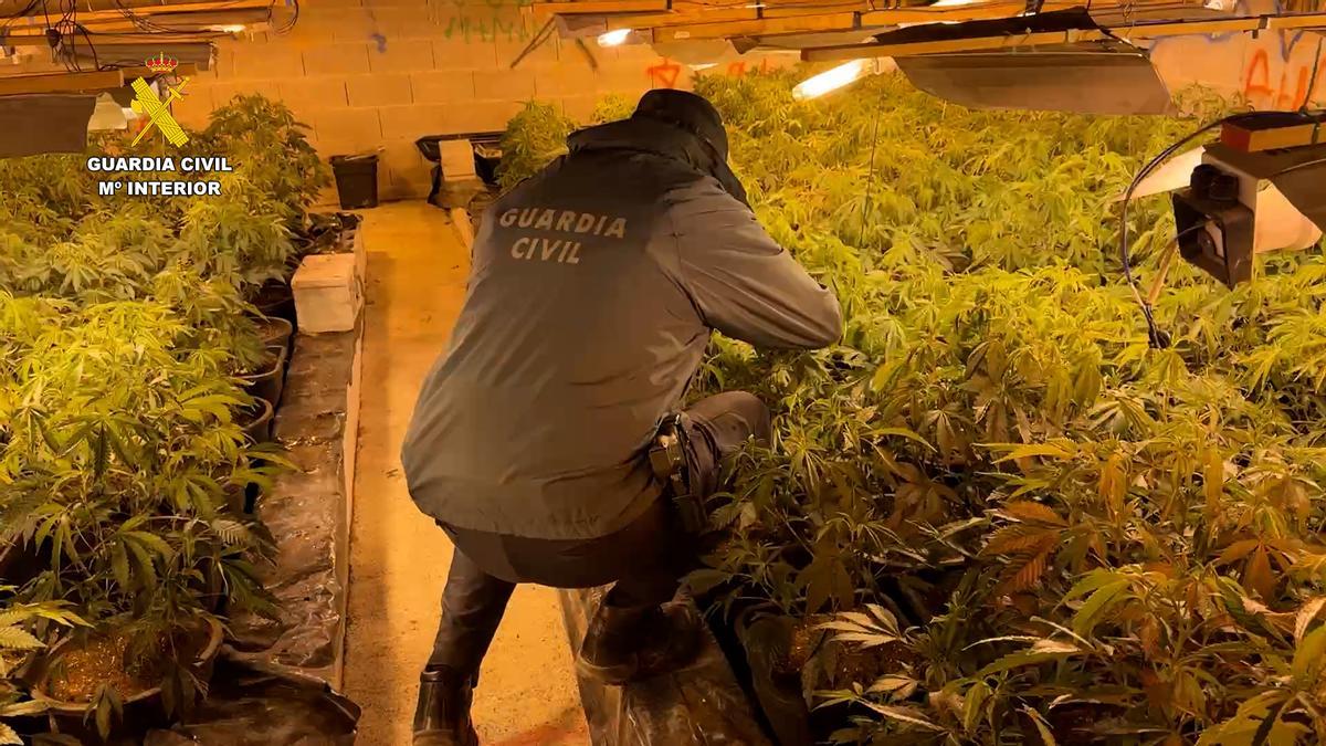 Un agente, en el invernadero de marihuana hallado en Cieza.