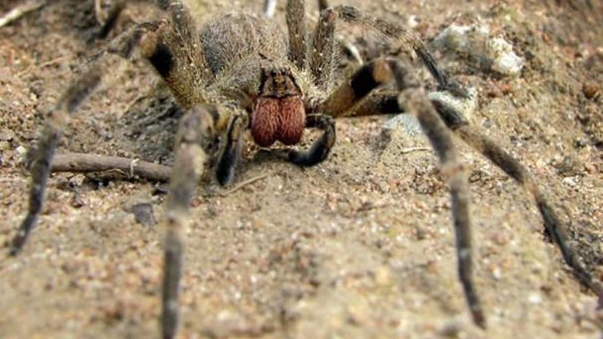 La Policía de Madrid caza a una peligrosa araña sudamericana en Vallecas