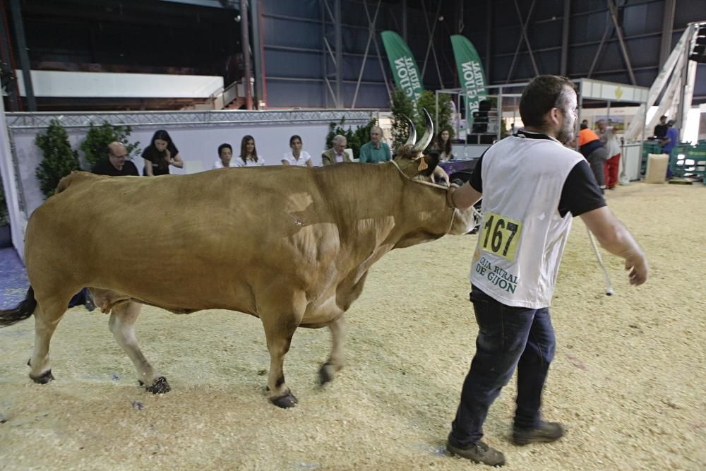 Las mejores vacas de Asturias se citan en la Feria de San Antonio de Gijón.