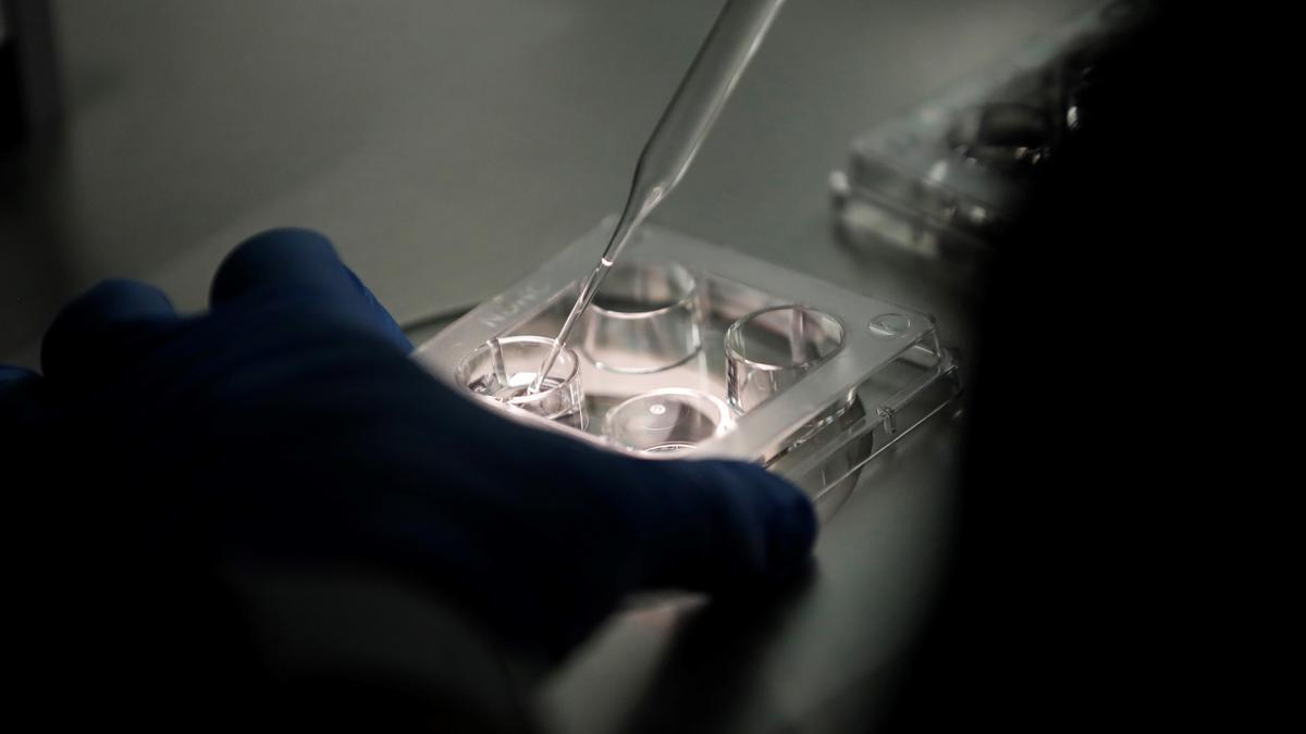 Un chip selecciona los espermatozoides para mejorar la reproducción asistida