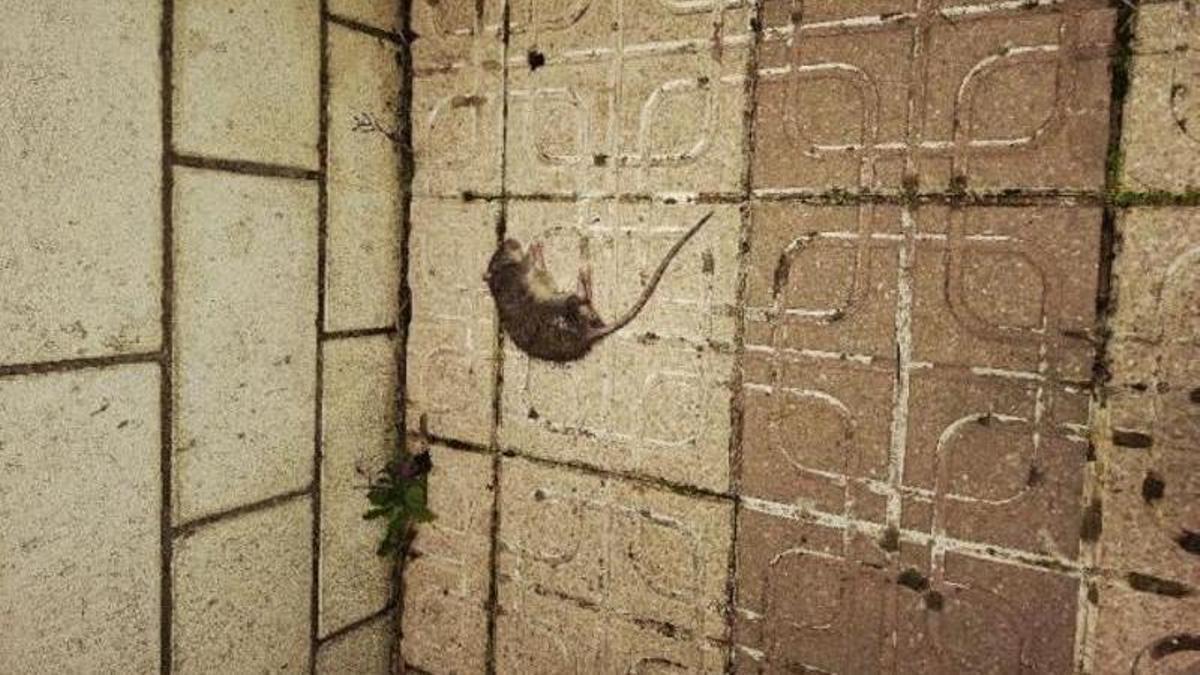 Imagen de una rata muerta publicada por un vecino en la app aBisa.