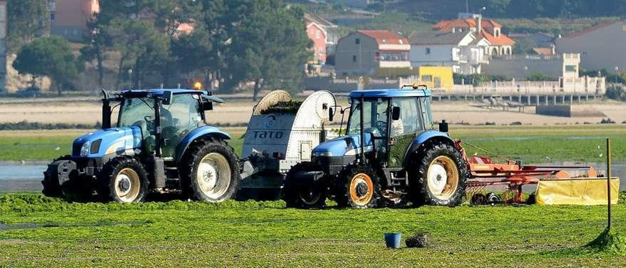 Retirada de algas en los bancos de Placeres. // Rafa Vázquez